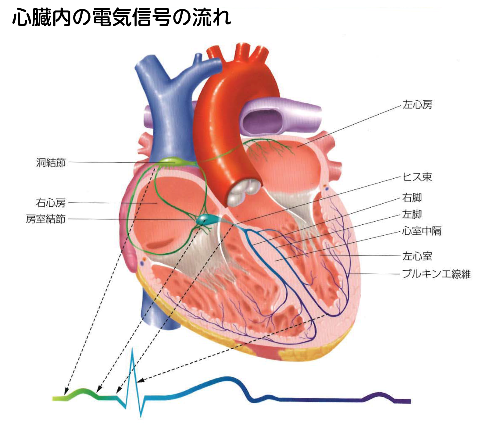 心臓内の電気信号の流れ