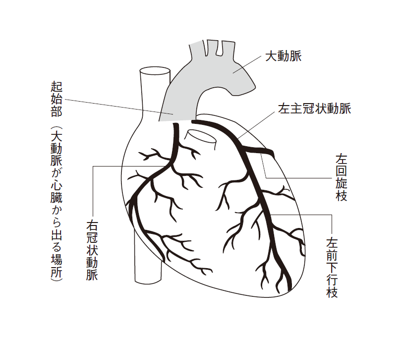 冠動脈の役割